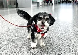 Bandi, Wag Brigade Member