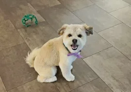 Mithai, Wag Brigade member